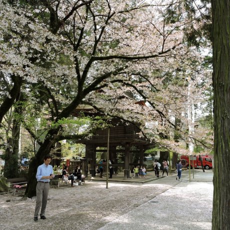 Cherry Blossom in Chubu