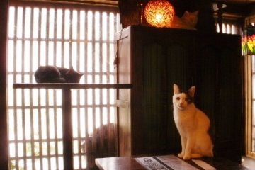 Nyaramachi Neko Art Festival