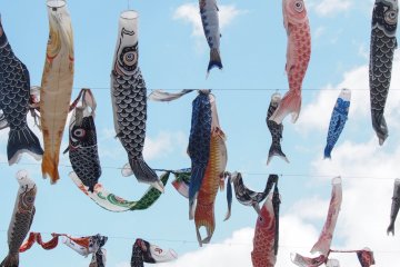 Koinobori Festa 1000