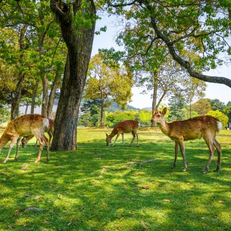 Nara City