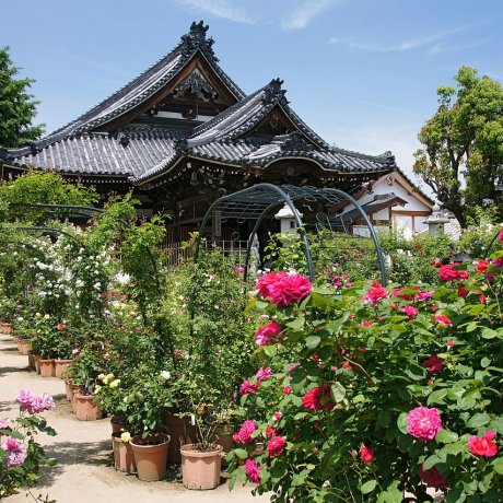 Kashihara