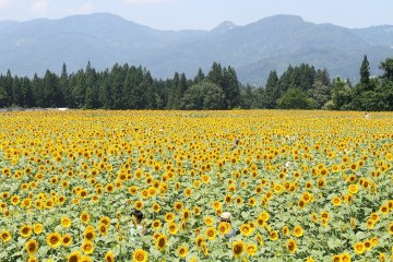 Tsunan Sunflower Festival