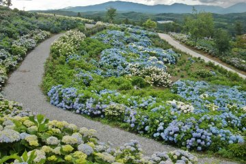 Hydrangea Festival at Jupia Land Hirata