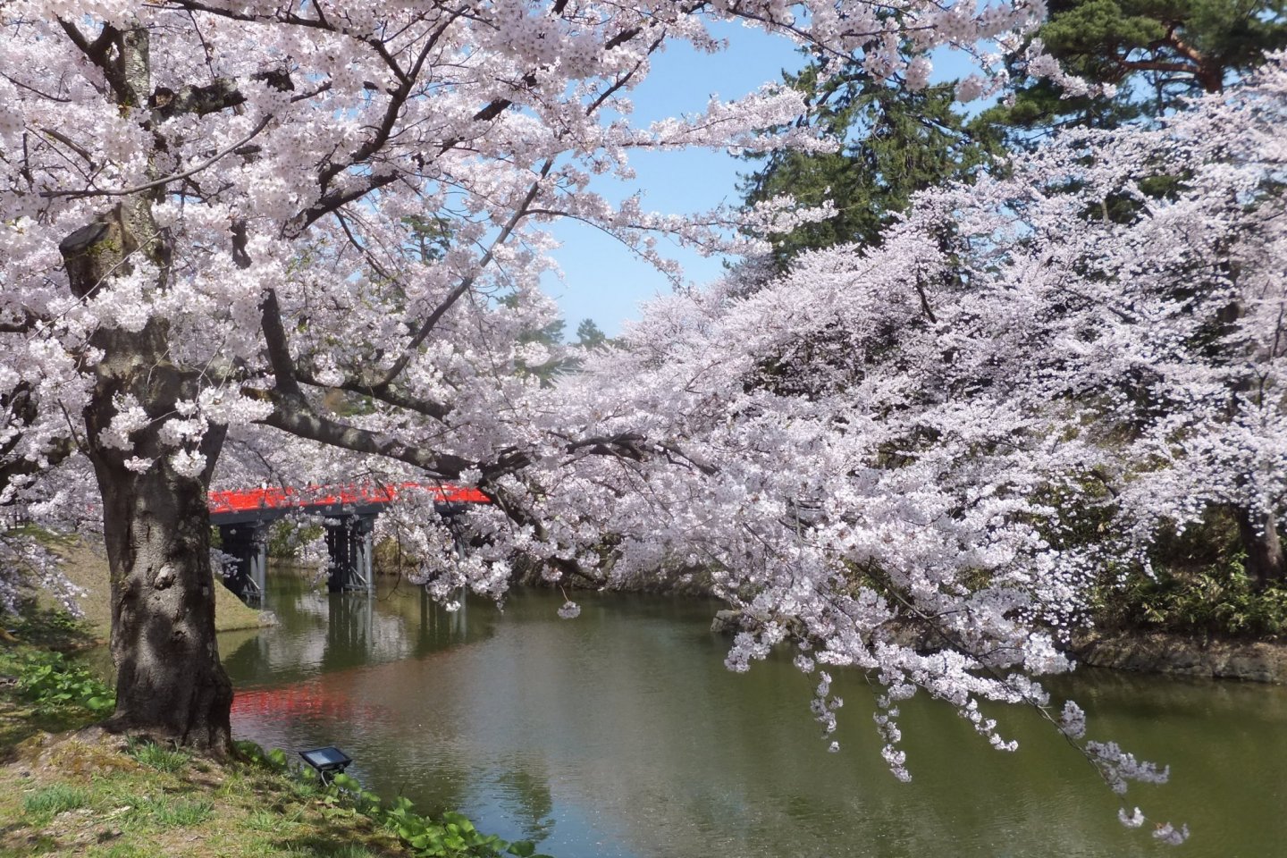 Hirosaki Cherry Blossom Festival