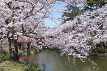 Hirosaki Cherry Blossom Festival