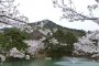 Mato Park Sakura Festival