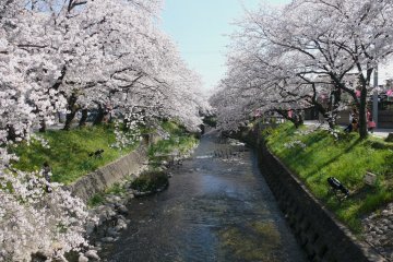 Iwakura Cherry Blossom Festival