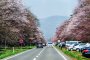 Shizunai Cherry Blossom Festival