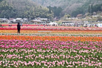 Tanto Tulip Festival