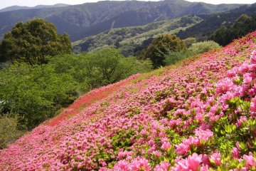 Himenosawa Park Flower Festival
