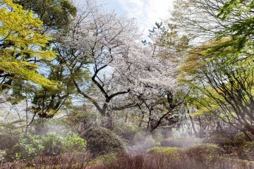 Gotenyama Sakura Festival