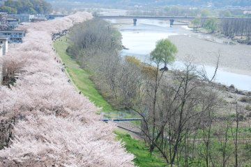 Fussa Sakura Festival