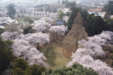 Shimizu Park Flower Fantasia