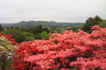 Kasama Azalea Festival