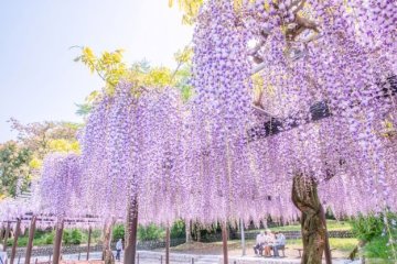 Fujieda Wisteria Festival
