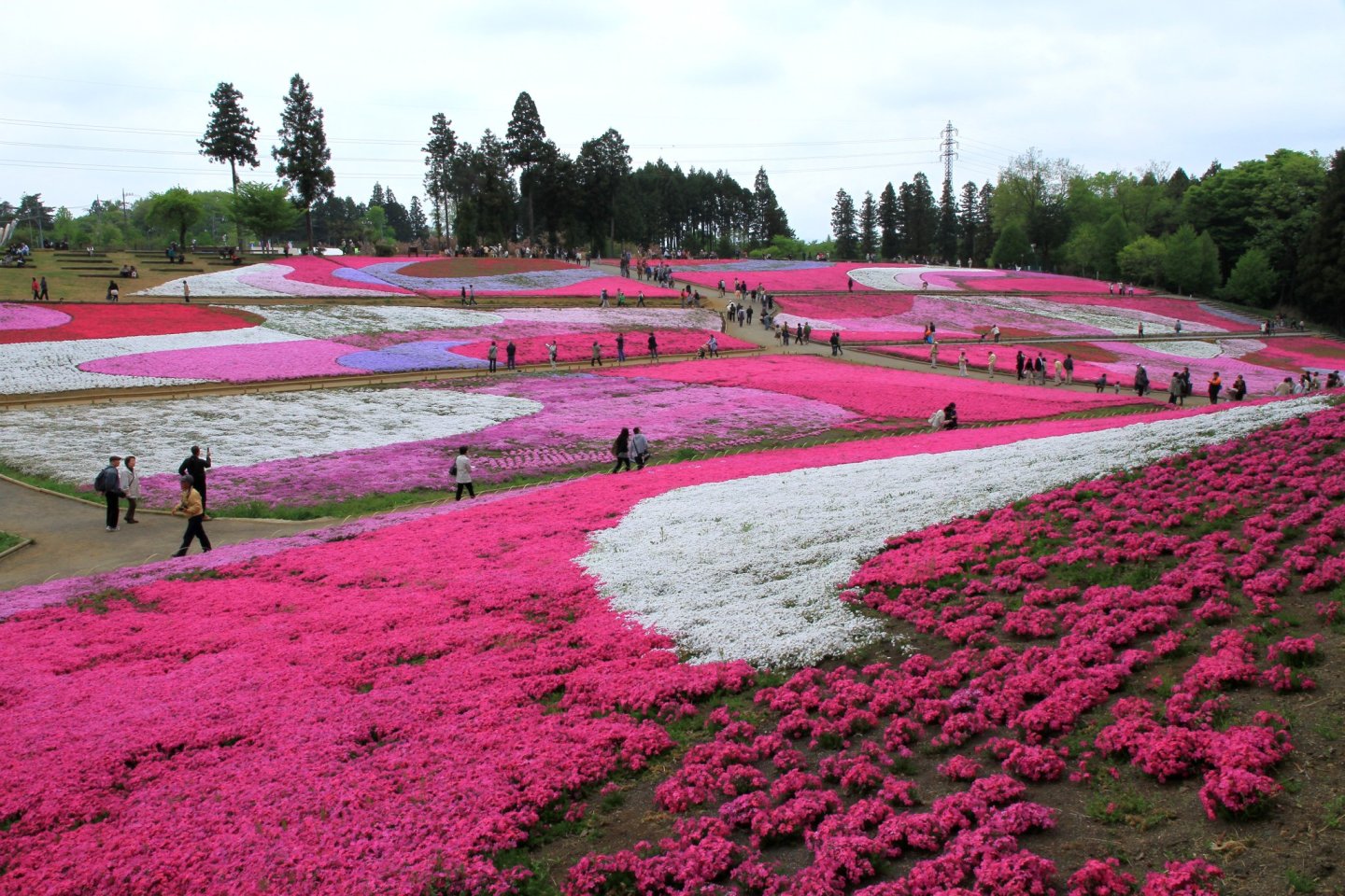 Chichibu Shibazakura Festival