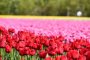 Tainai City Tulip Festival