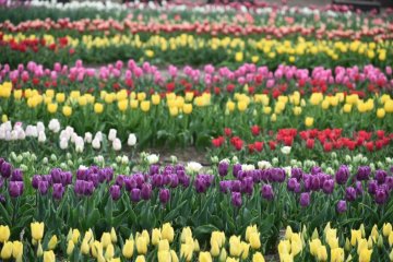 Tainai City Tulip Festival