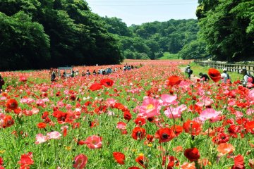 Kurihama Flower Park Poppy & Nemophila Festival