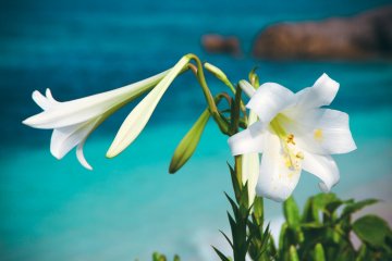 Ie Island Lily Festival