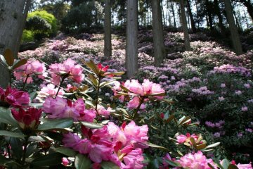 Oki Rhododendron Garden Rhododendron Festival